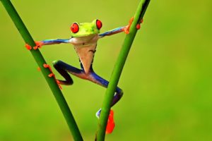 animals, Frogs, Green, Contrast, Colors, Nature