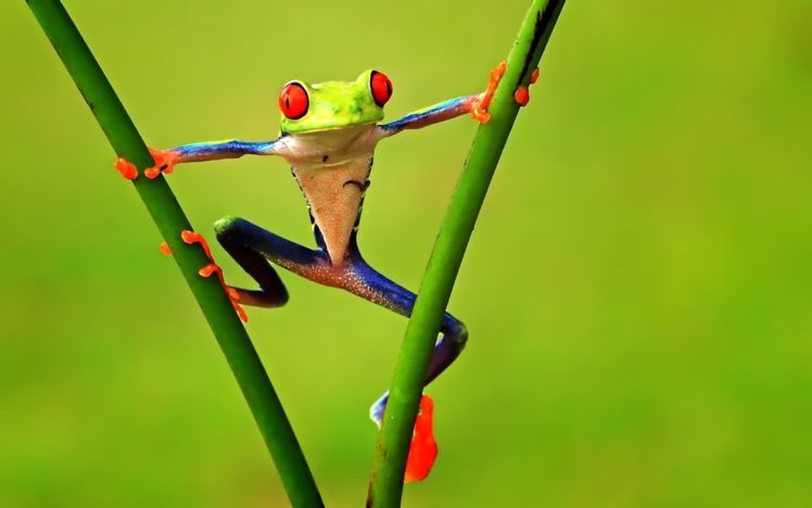 animals, Frogs, Green, Contrast, Colors, Nature HD Wallpaper Desktop Background