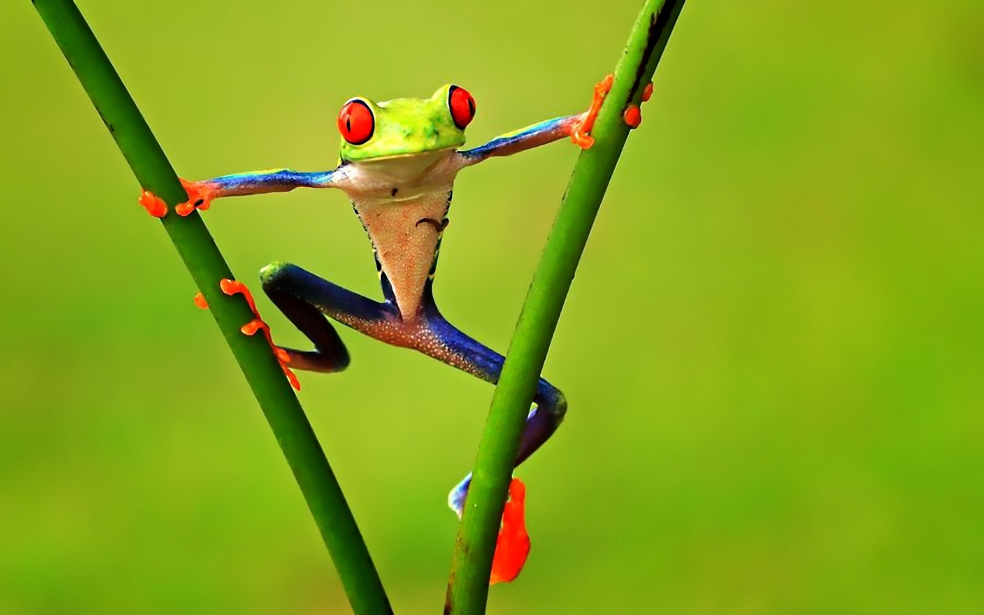 animals, Frogs, Green, Contrast, Colors, Nature Wallpaper