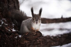 winter, Squirrel