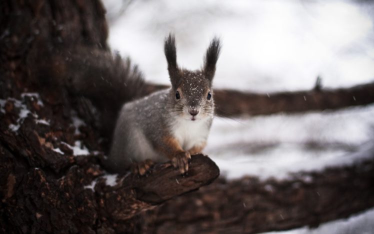 winter, Squirrel HD Wallpaper Desktop Background