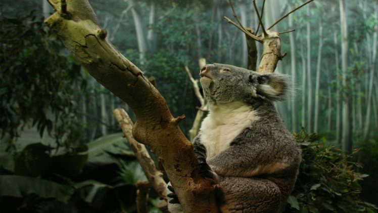 koalas HD Wallpaper Desktop Background