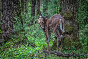 animals, Deer, Babies, Fawn, Trees, Forest, Nature
