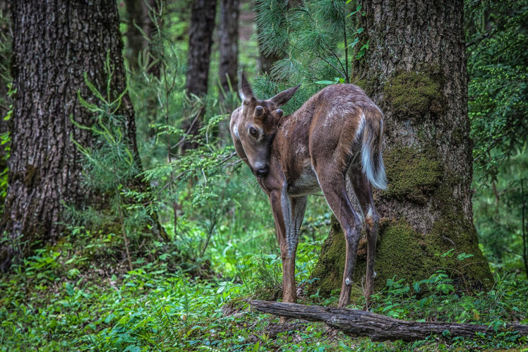 animals, Deer, Babies, Fawn, Trees, Forest, Nature HD Wallpaper Desktop Background