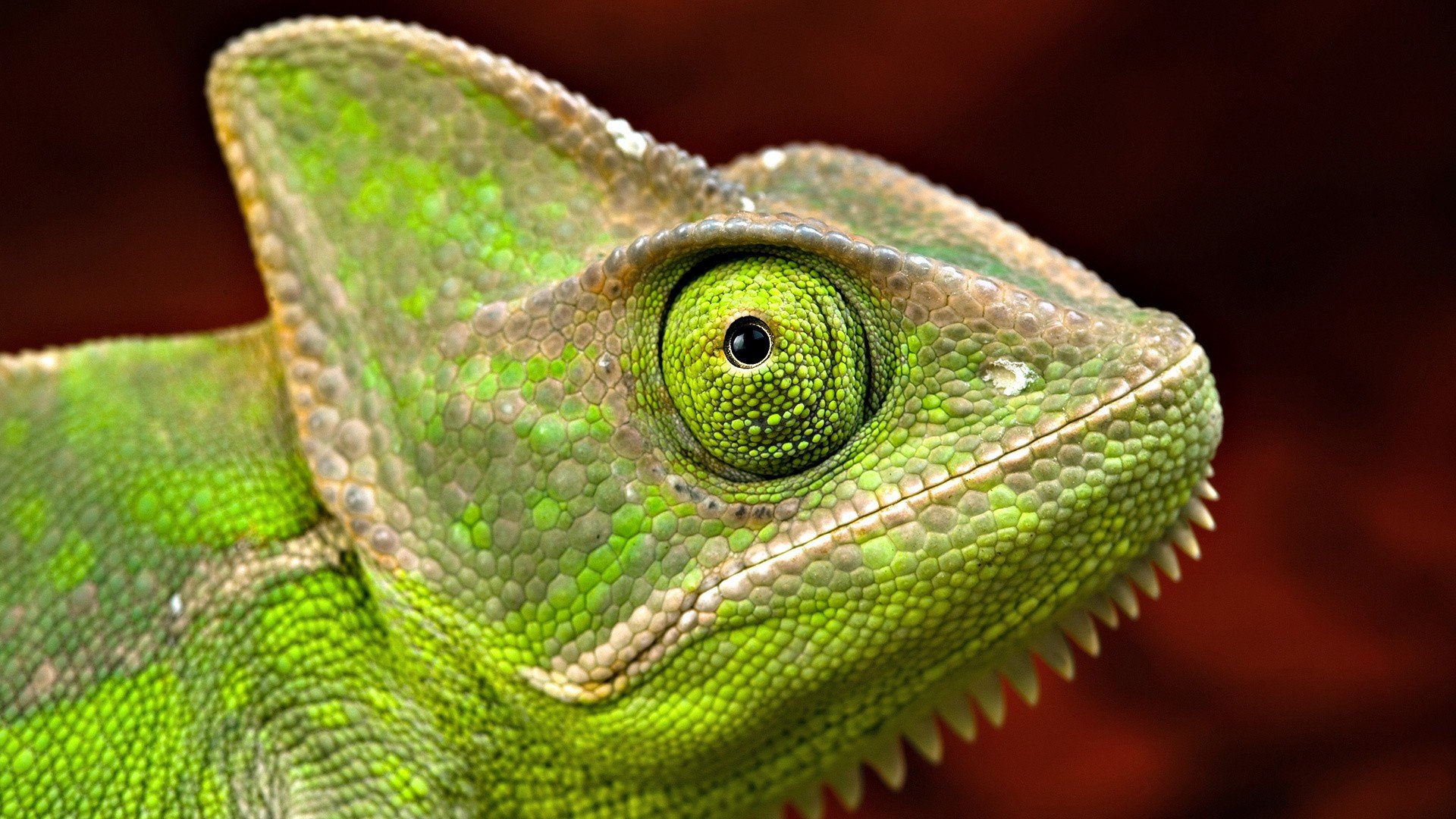 chameleons, Reptiles Wallpaper