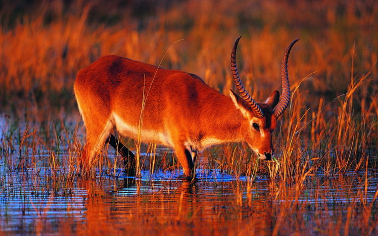 red lechwe, Lechwe, Antelope, Africa, Animals, Horns, Lakes, Water HD Wallpaper Desktop Background