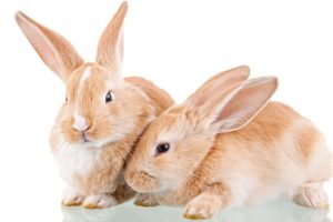 bunnies, Animals, White, Background