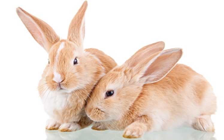 bunnies, Animals, White, Background HD Wallpaper Desktop Background