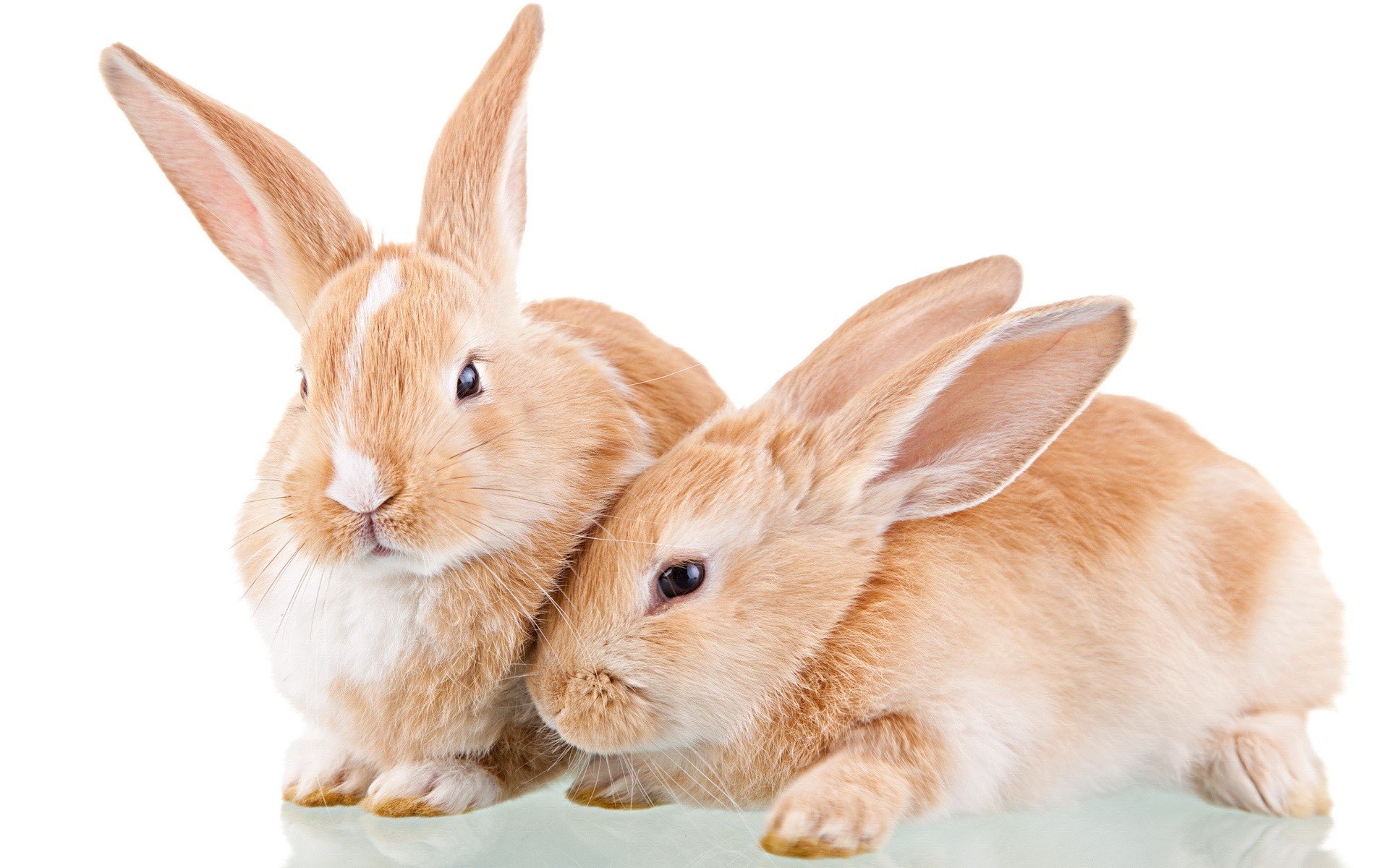 bunnies, Animals, White, Background Wallpaper