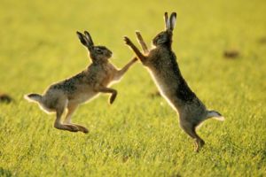 fighting, Fields, Rabbits