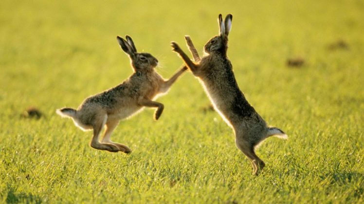fighting, Fields, Rabbits HD Wallpaper Desktop Background