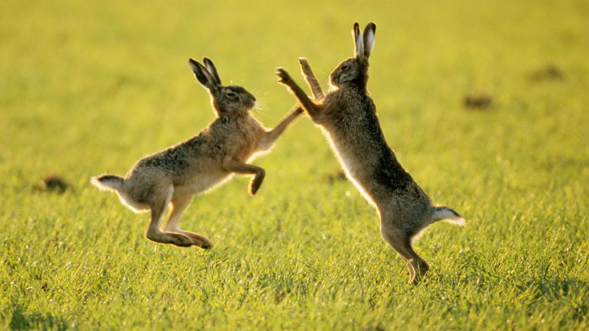 fighting, Fields, Rabbits Wallpaper
