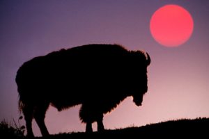 sun, Animals, Silhouettes, Yellowstone, Bison