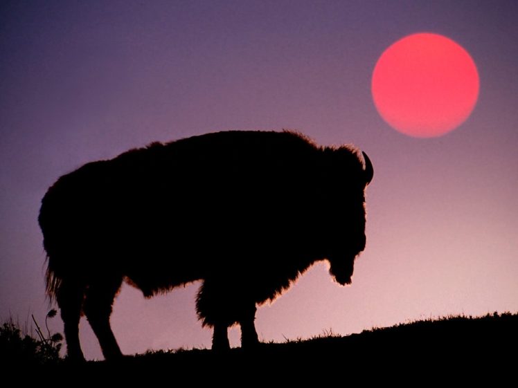 sun, Animals, Silhouettes, Yellowstone, Bison HD Wallpaper Desktop Background