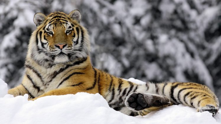 animals, Tigers HD Wallpaper Desktop Background