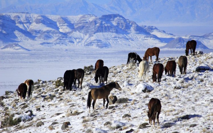 animals, Horses, Landscapes, Nature, Winter, Snow, Mountains HD Wallpaper Desktop Background