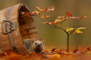 autumn, Animals, Wildlife