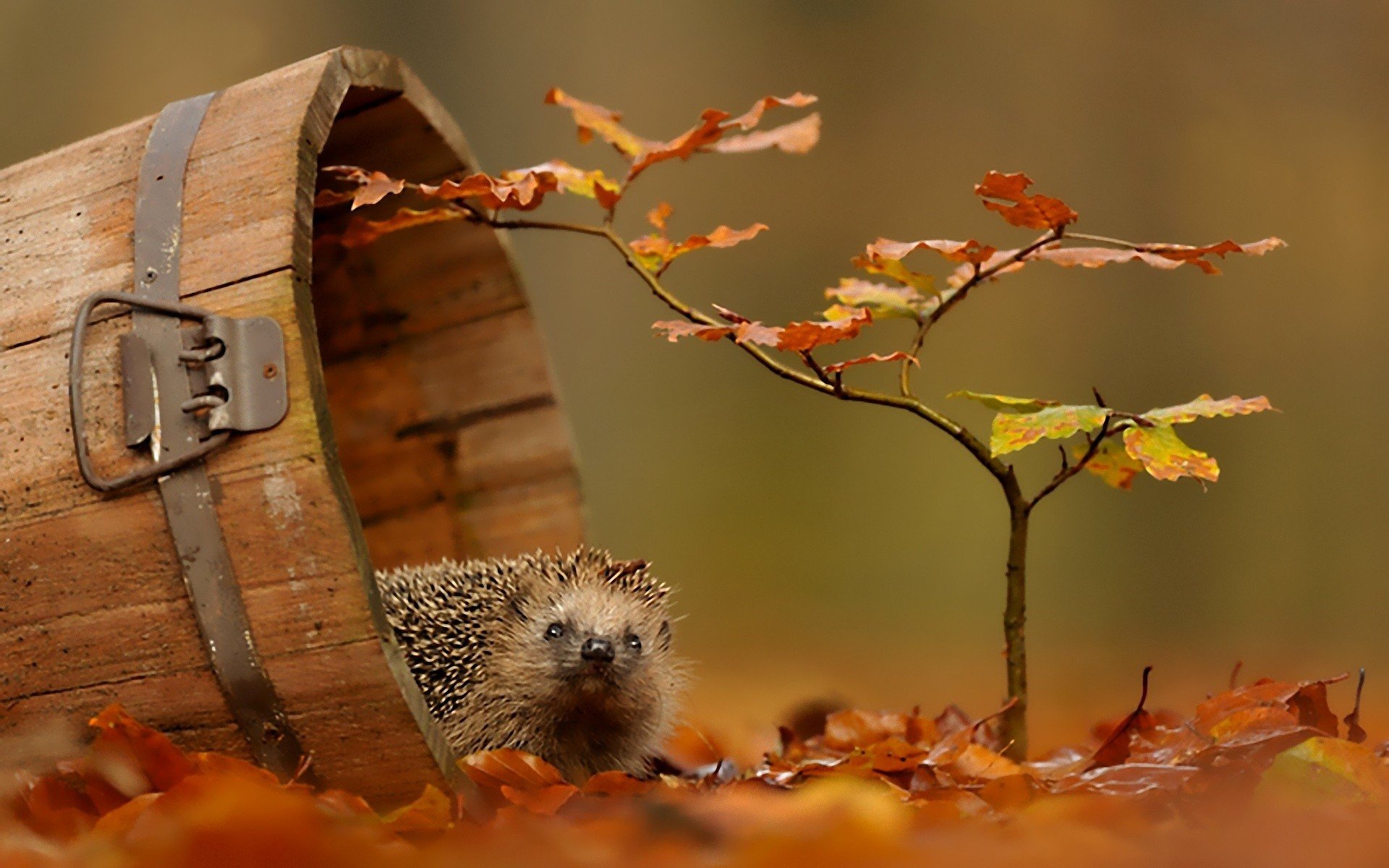 autumn, Animals, Wildlife Wallpaper