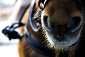 animals, Horses, People, Situation, Nose, Muzzle, Faces, Close up
