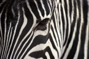 animals, Zebras