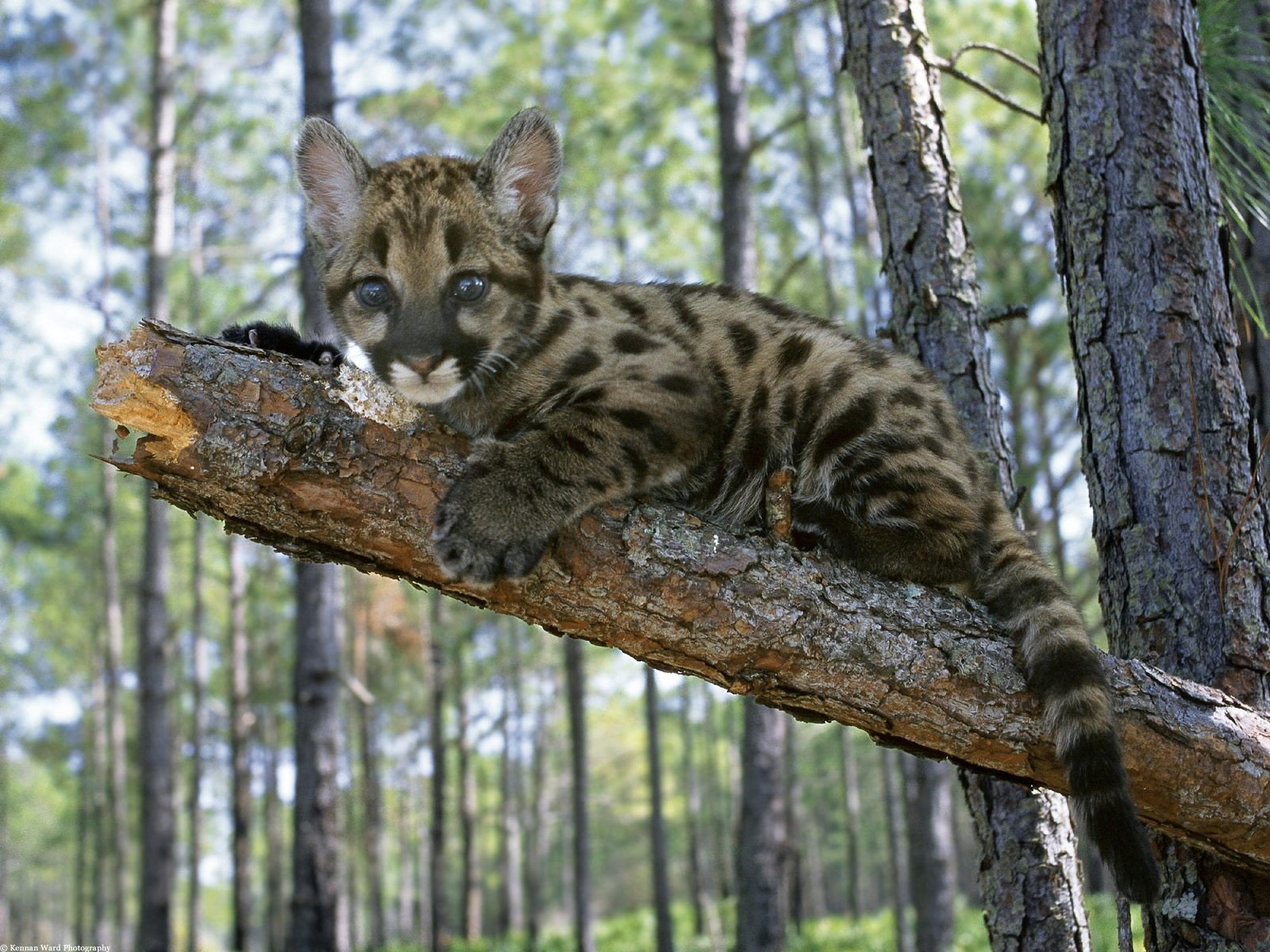 nature, Animals Wallpaper