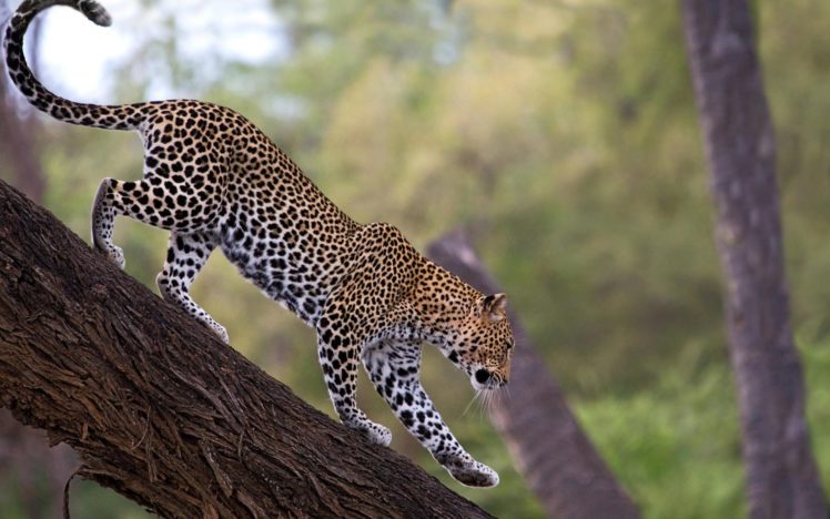 feline, Leopards HD Wallpaper Desktop Background