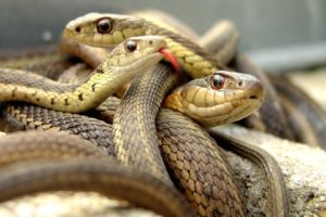 animals, Snakes, Viper, Reptiles