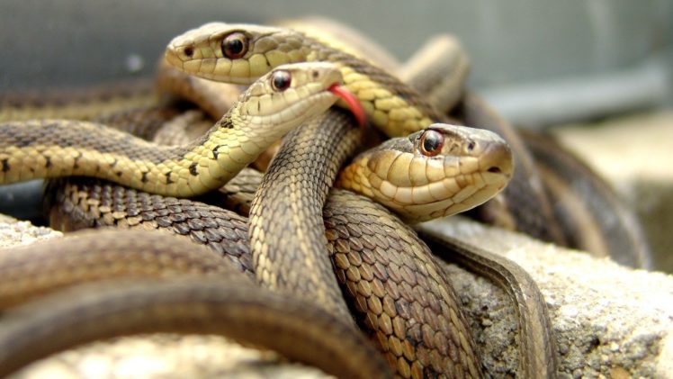 animals, Snakes, Viper, Reptiles HD Wallpaper Desktop Background
