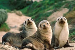 nature, Seals, Animals, Sandy, Australia, Beaches