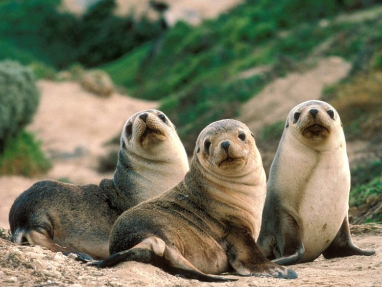 nature, Seals, Animals, Sandy, Australia, Beaches HD Wallpaper Desktop Background