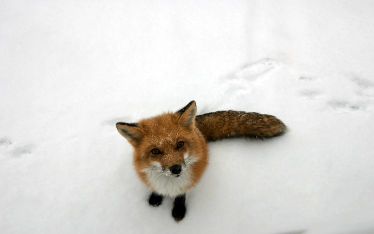 snow, Animals, Foxes HD Wallpaper Desktop Background