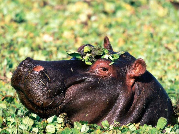 animals, Hippopotamus HD Wallpaper Desktop Background