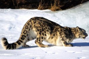 snow, Snow, Leopards