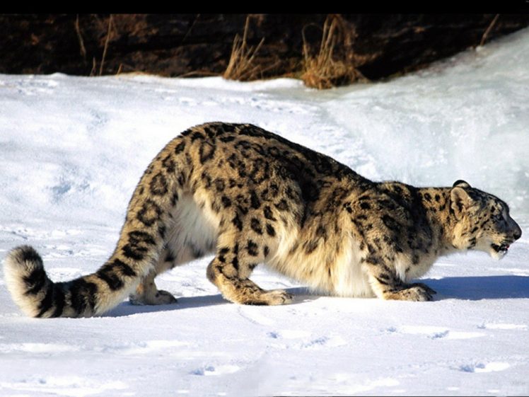 snow, Snow, Leopards HD Wallpaper Desktop Background