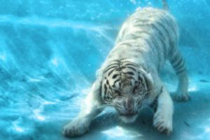 animals, Tigers, Underwater
