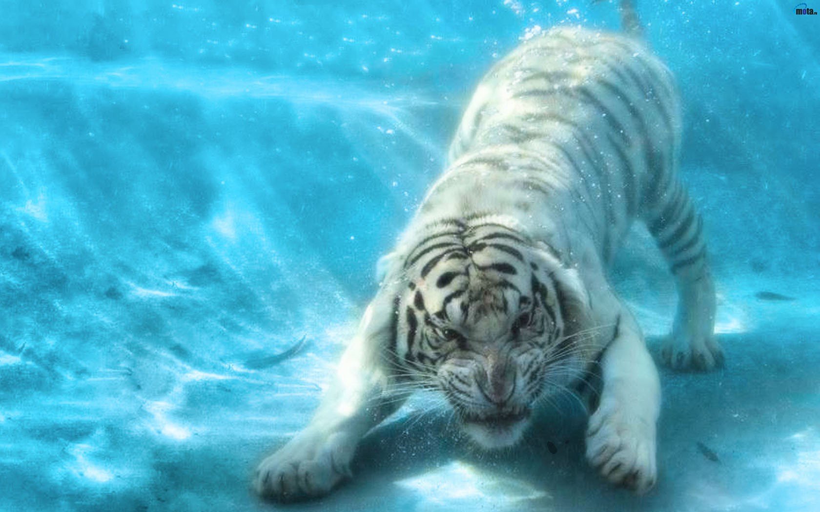animals Tigers Underwater Wallpapers HD Desktop and Mobile