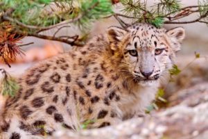 predator, Animals, Leopards, Wild, Animals