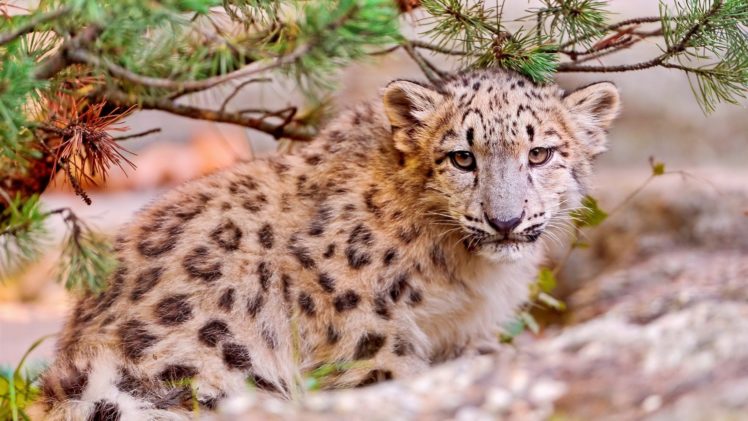 predator, Animals, Leopards, Wild, Animals HD Wallpaper Desktop Background