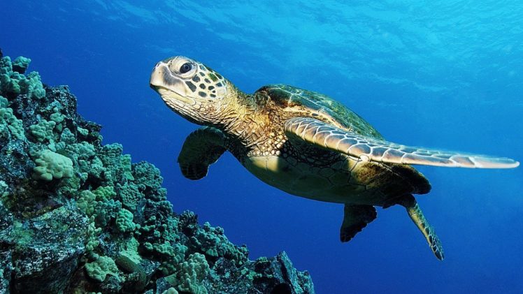 turtles, Sea, Turtles, Underwater HD Wallpaper Desktop Background