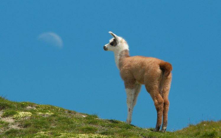 animals, Llama HD Wallpaper Desktop Background