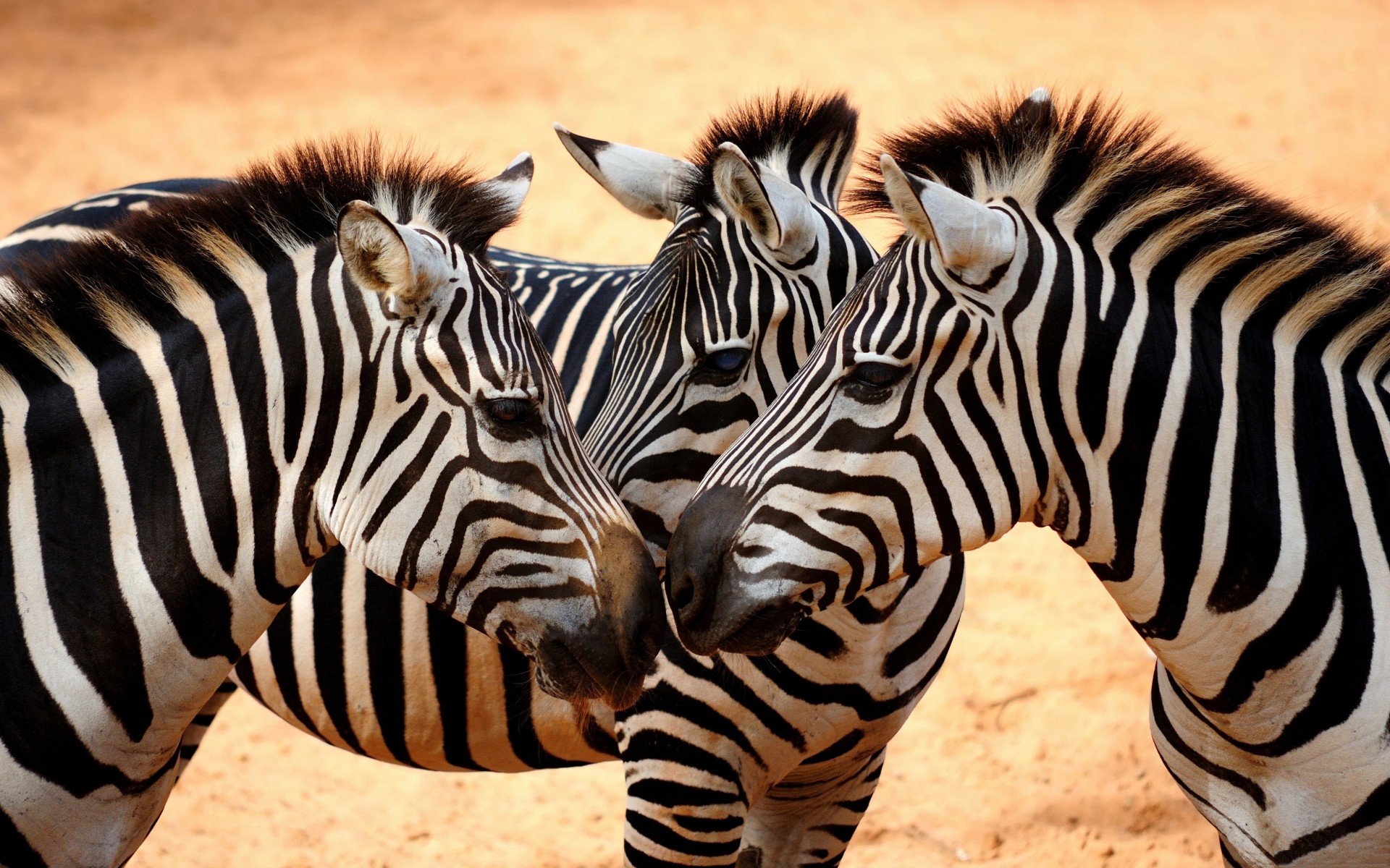 animals, Zebras Wallpaper