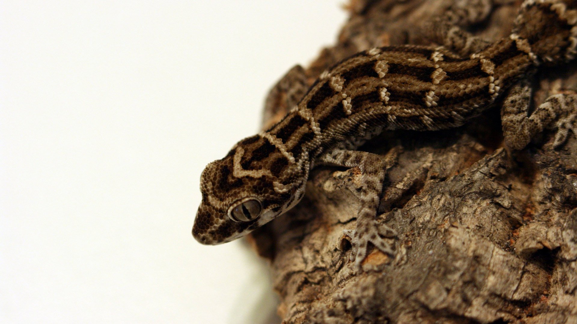 geckos, Fat, Tail, Gecko Wallpaper