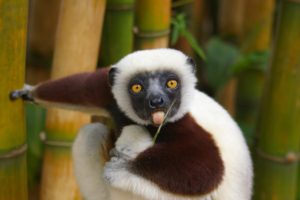 animals, Lemur, Ring tailed, Lemurs