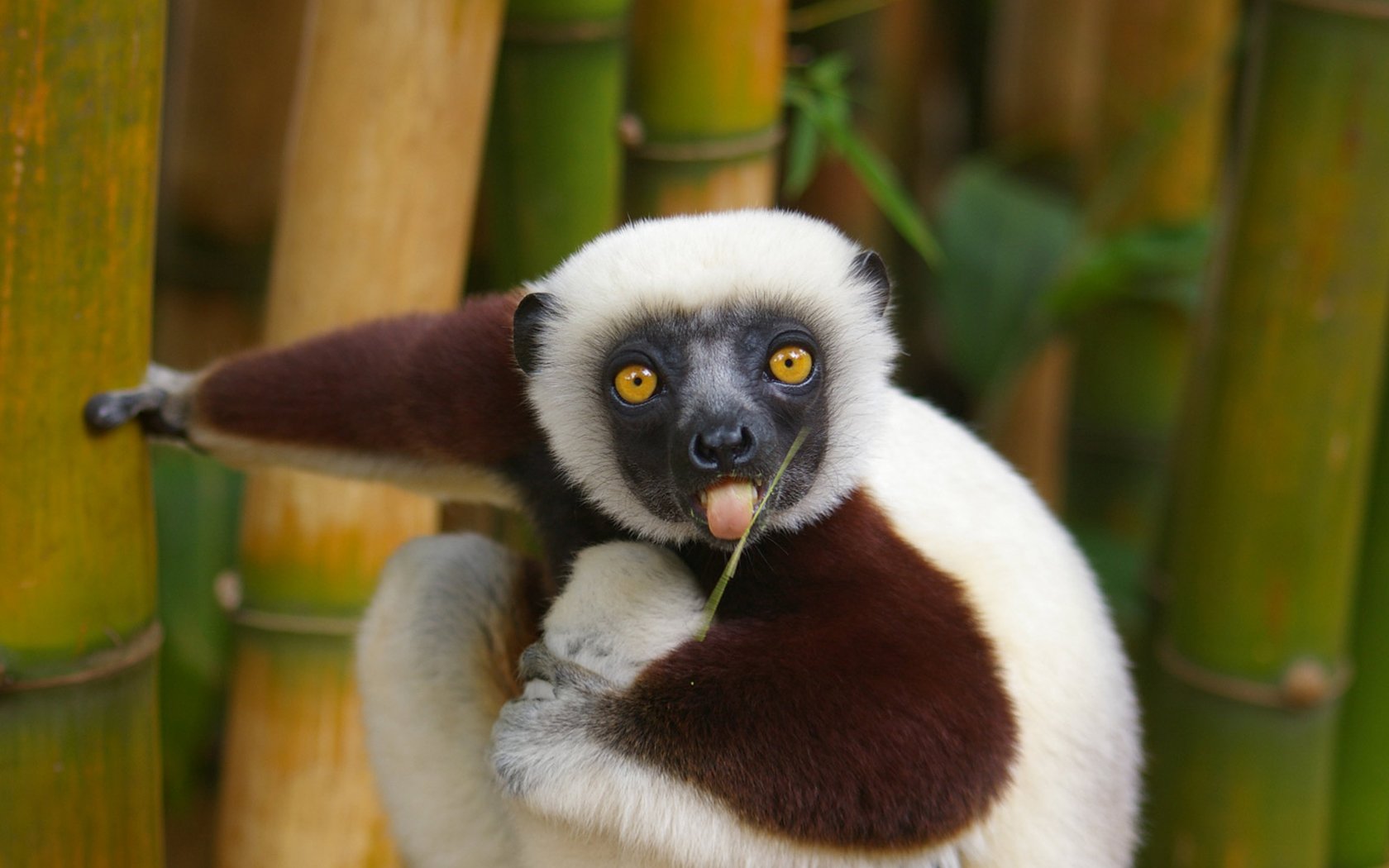 animals, Lemur, Ring tailed, Lemurs Wallpaper