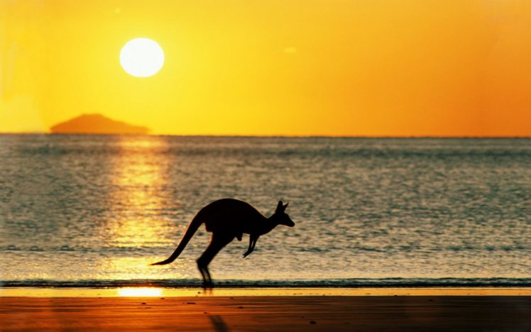 sun, Animals, Silhouettes, Kangaroos, Beaches HD Wallpaper Desktop Background