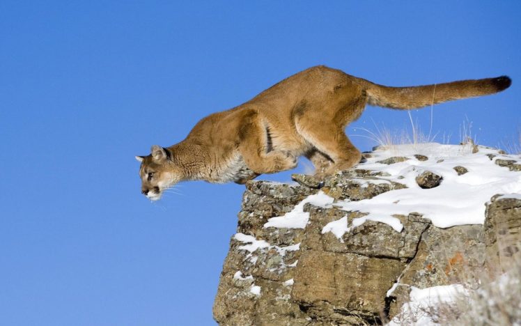 animals, Jumping, Puma, Feline, Cougars HD Wallpaper Desktop Background