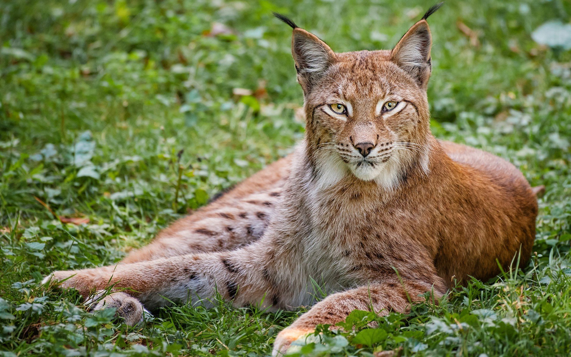 lynx Wallpapers HD / Desktop and Mobile Backgrounds