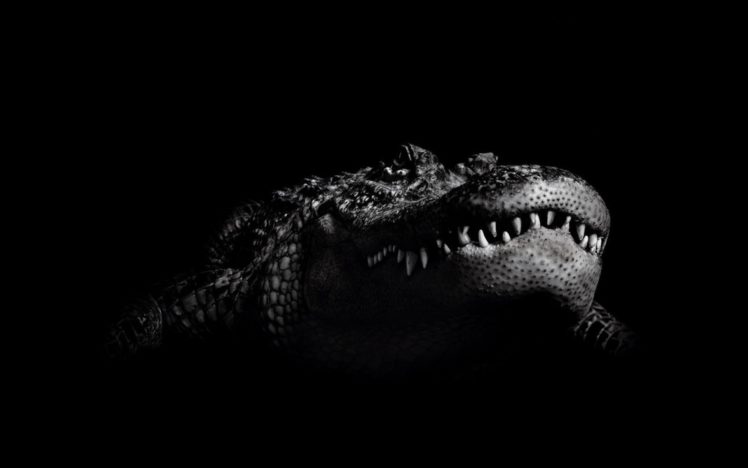 crocodile HD Wallpaper Desktop Background