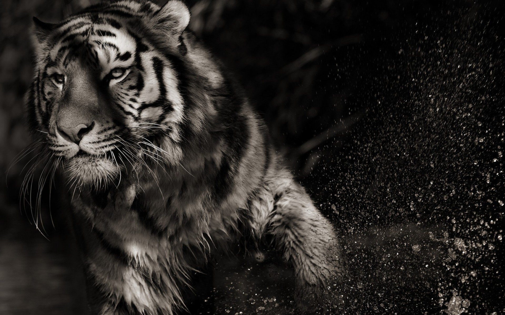 tiger Wallpaper