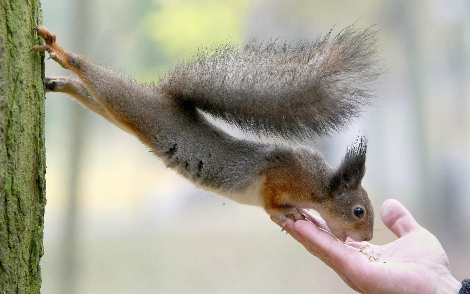 squirrels, Rodents, Hands, People, Humor, Funny, Feet, Paws Wallpaper